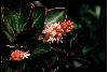image of Cyrilla racemiflora
