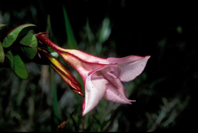 Apocynaceae Galactophora schomburgkiana