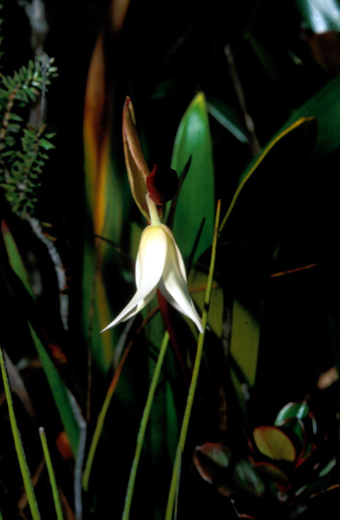 Sarraceniaceae Heliamphora heterodoxa