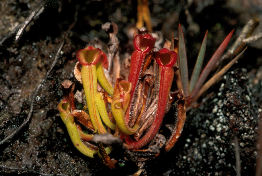 Sarraceniaceae Heliamphora heterodoxa