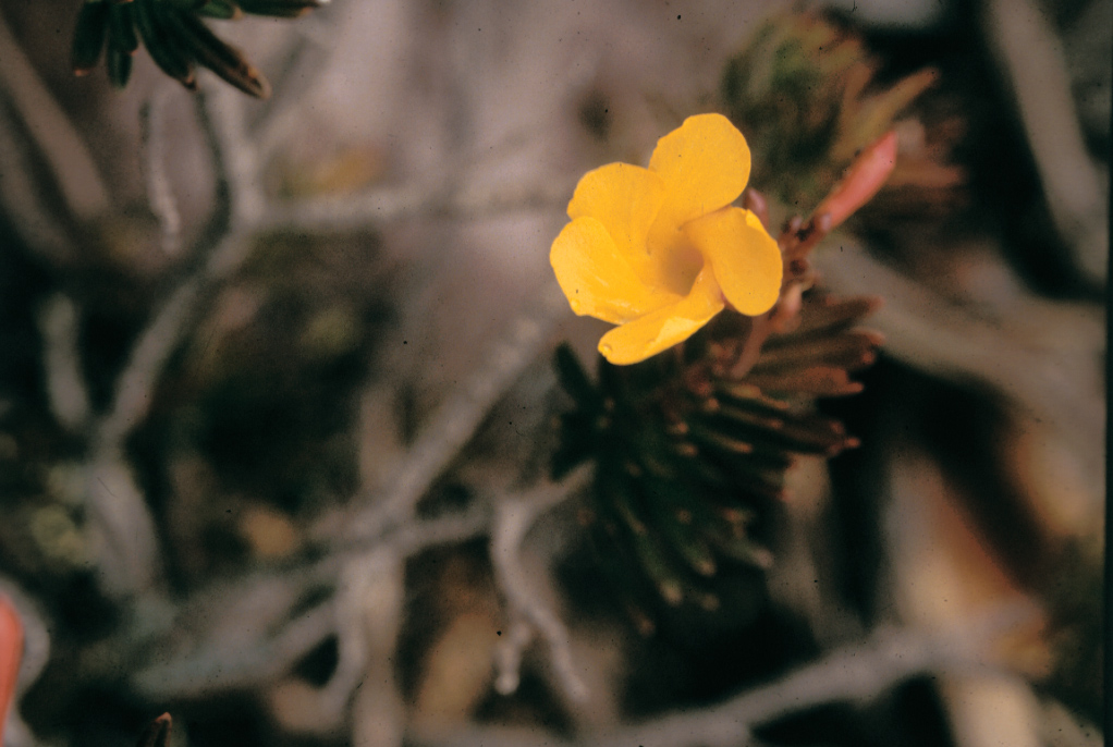 Apocynaceae Mandevilla benthamii