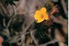 image of Mandevilla benthamii