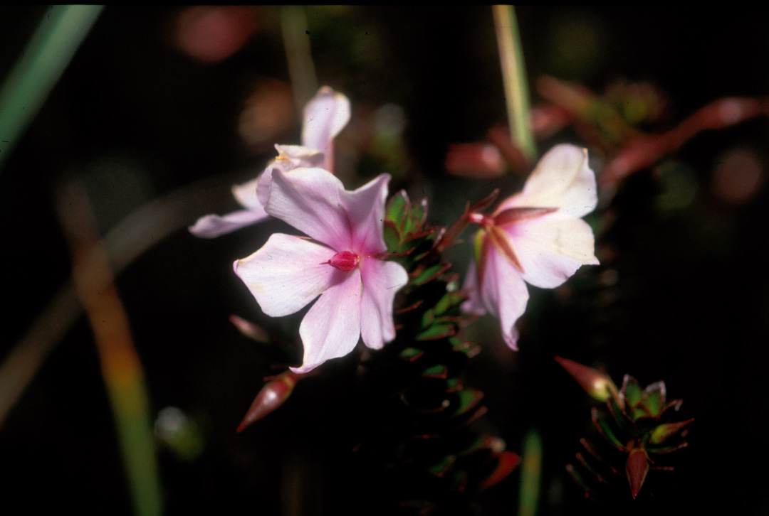Ochnaceae Sauvagesia imthurnii