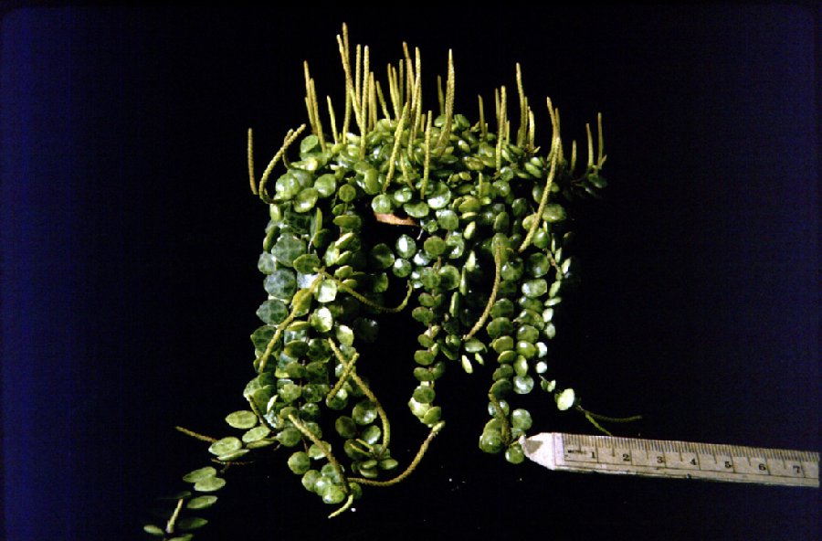 Piperaceae Peperomia 