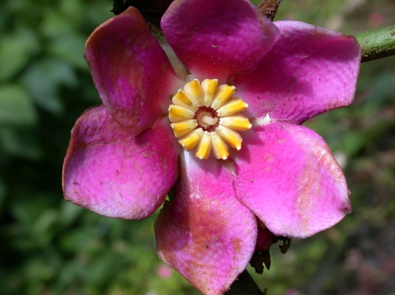 Melastomataceae Blakea tuberculata
