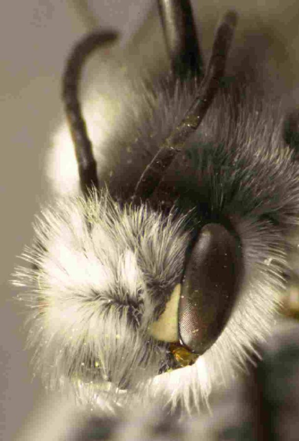 Andrenidae Ancylandrena larreae