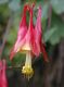 image of Aquilegia 