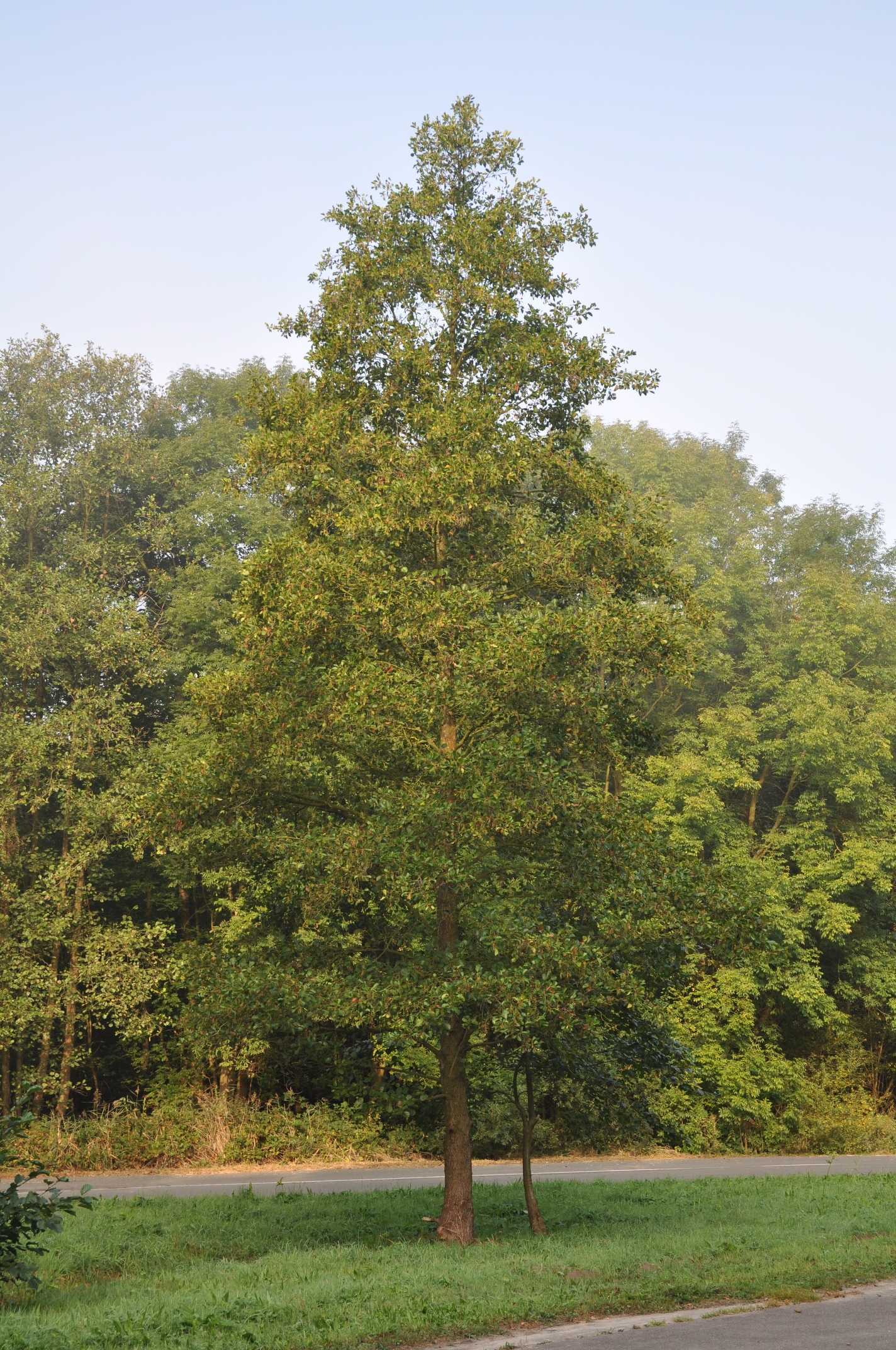 Betulaceae Alnus glutinosa