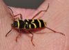 image of Clytus arietis
