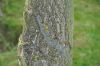 image of Quercus robur