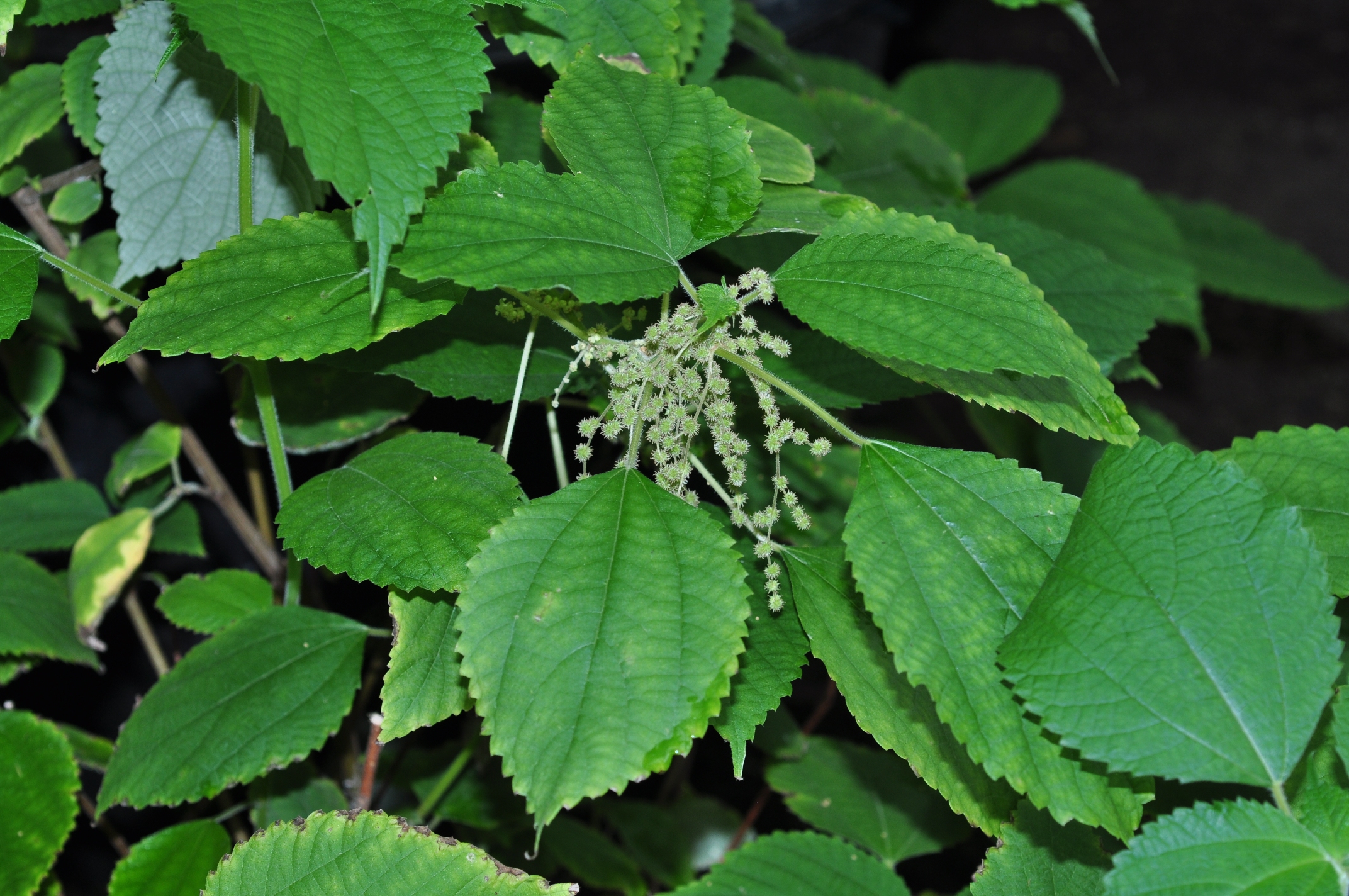 Urticaceae Boehmeria nivea