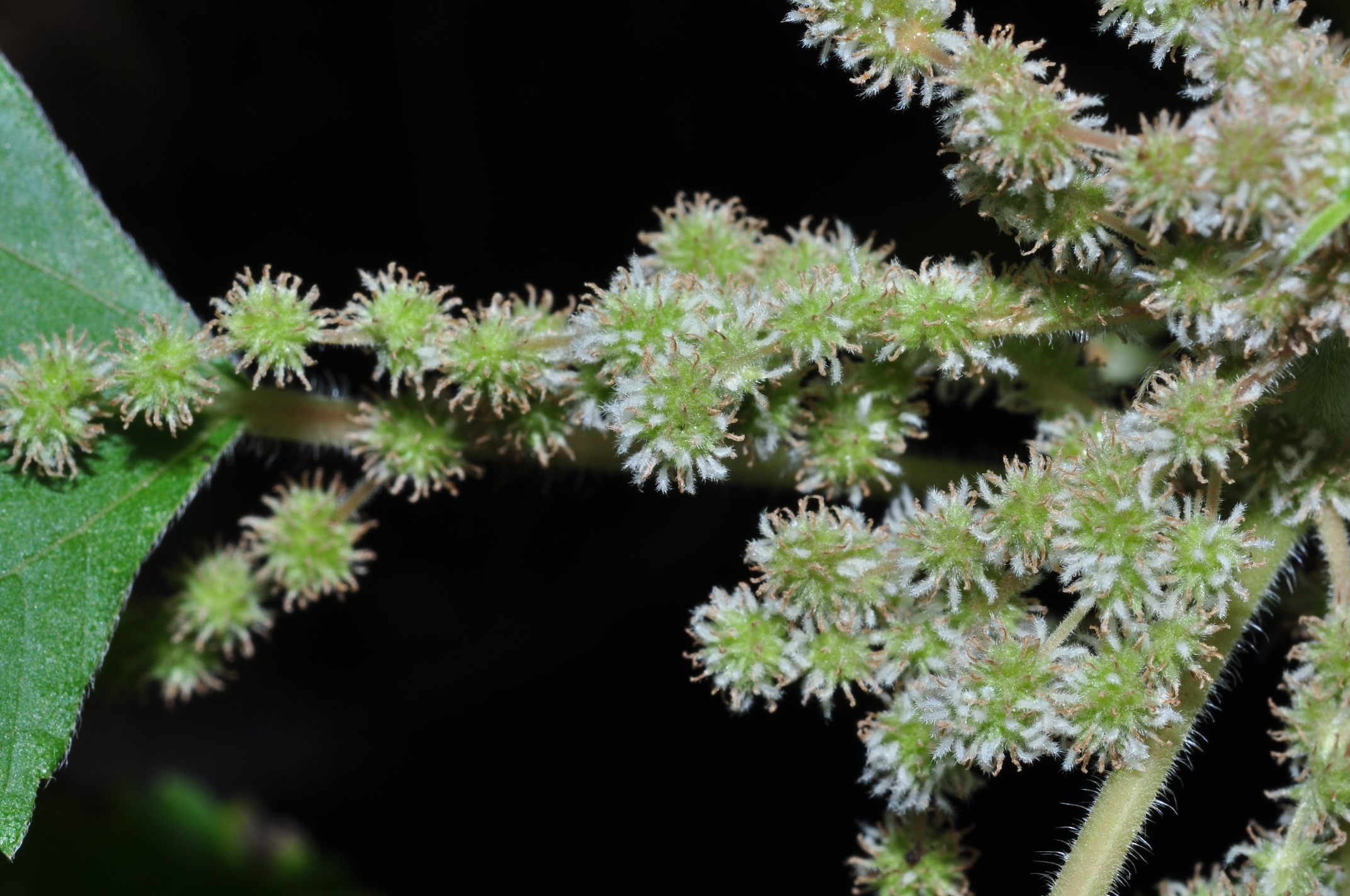Urticaceae Boehmeria nivea