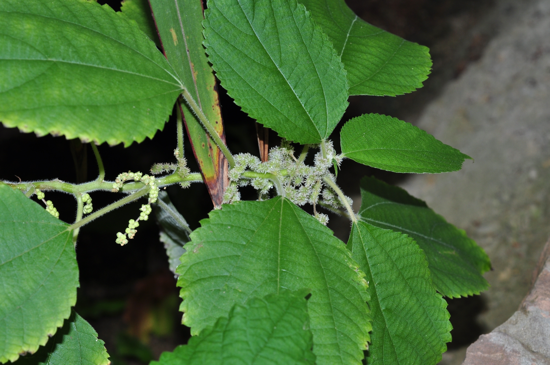 Urticaceae Boehmeria nivea
