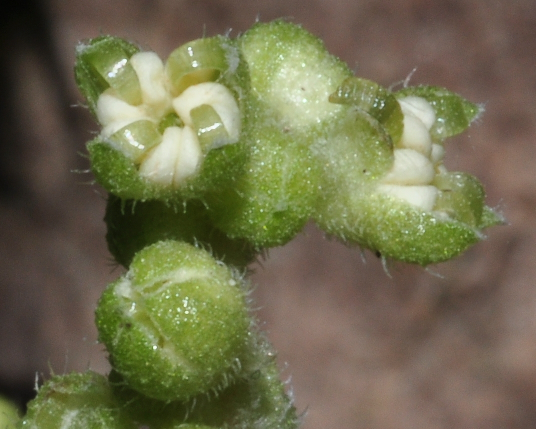 Urticaceae Boehmeria nivea