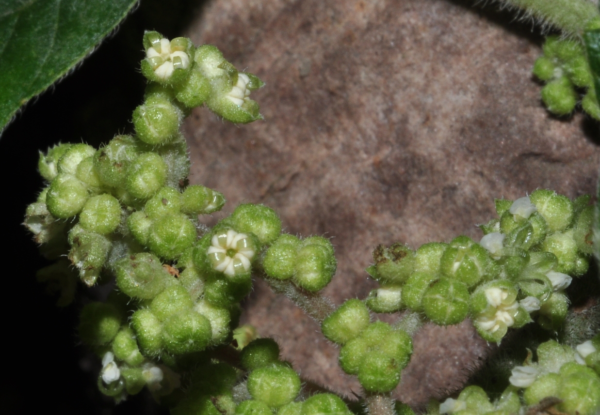 Urticaceae Boehmeria nivea