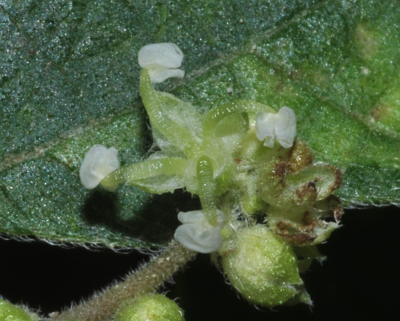 Urticaceae Boehmeria nivea