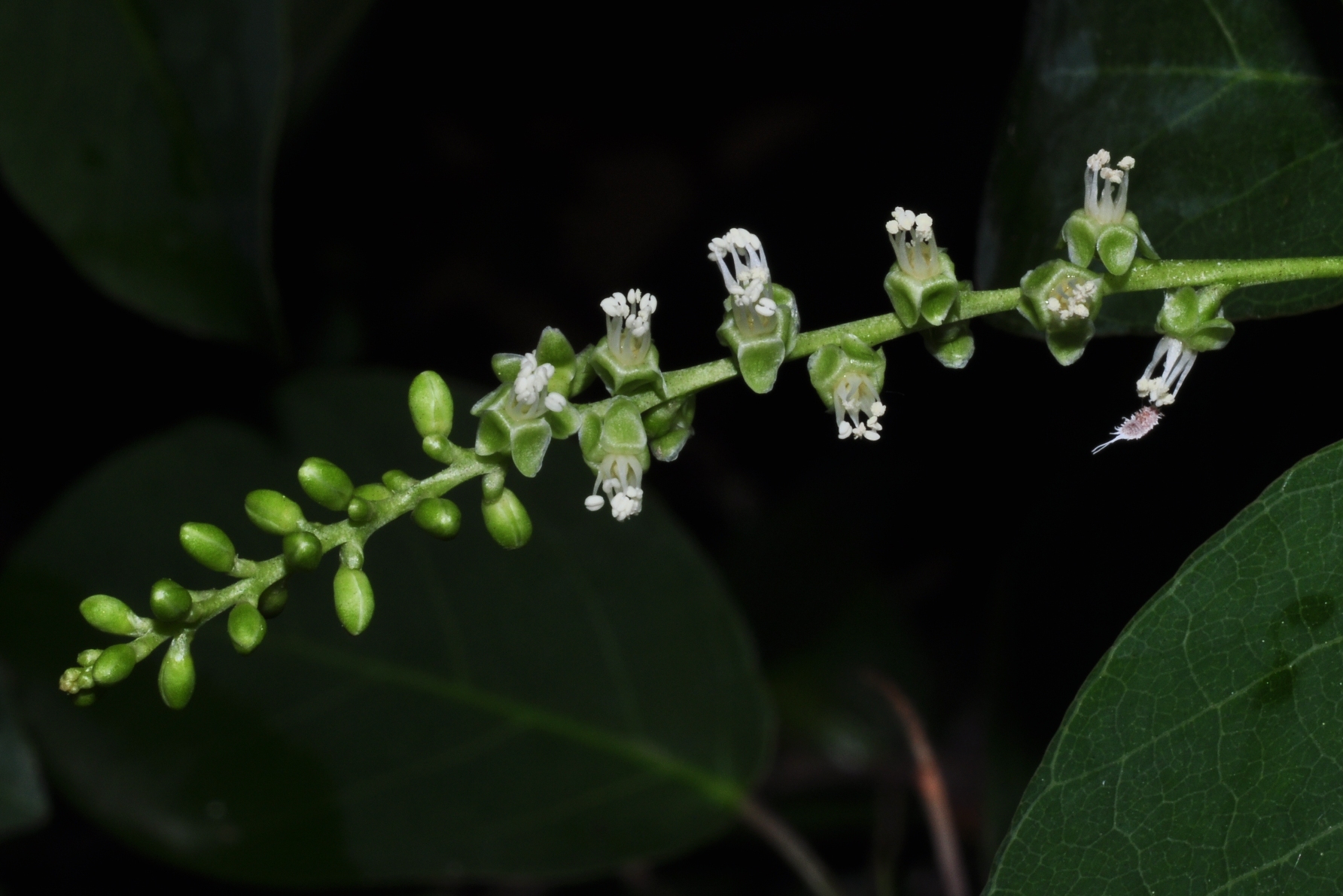 Polygonaceae Coccoloba guaranitica