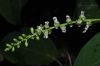 image of Coccoloba guaranitica