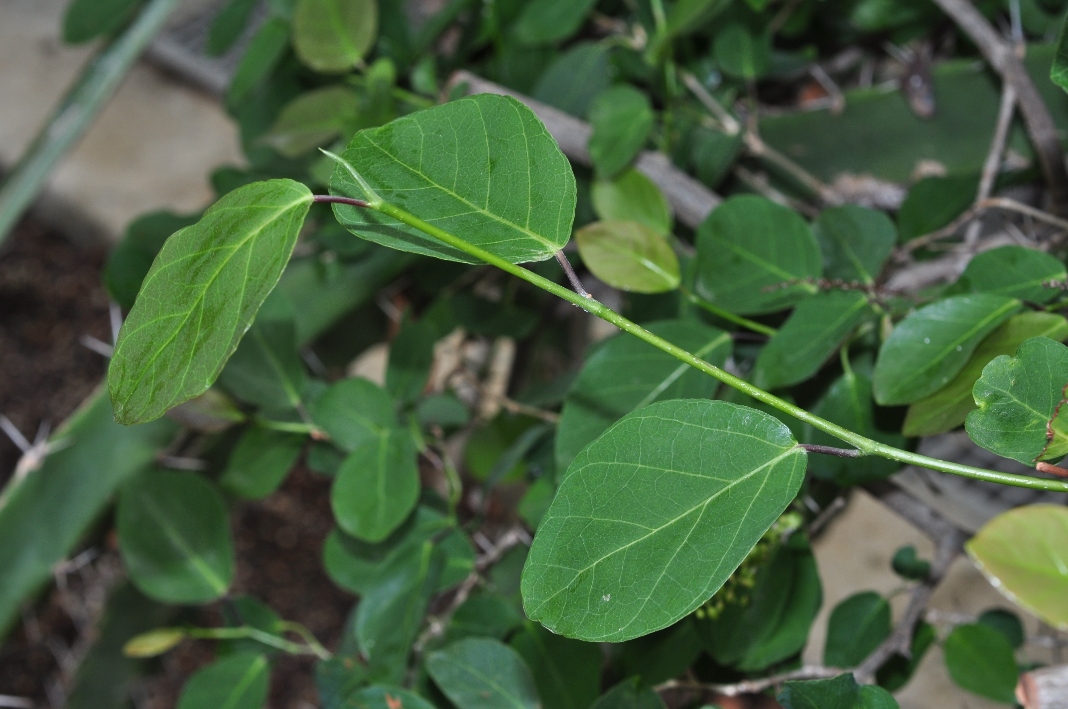 Polygonaceae Coccoloba guaranitica