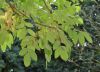 image of Fraxinus latifolia