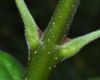 image of Fraxinus latifolia