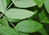 image of Fraxinus latifolia