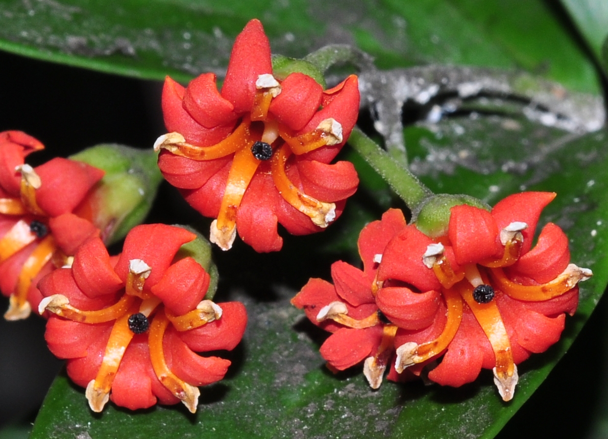 Primulaceae Jacquinia aurantiaca