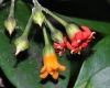 image of Jacquinia aurantiaca