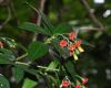 image of Jacquinia aurantiaca