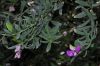 image of Polygala myrtifolia