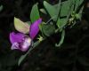 image of Polygala myrtifolia