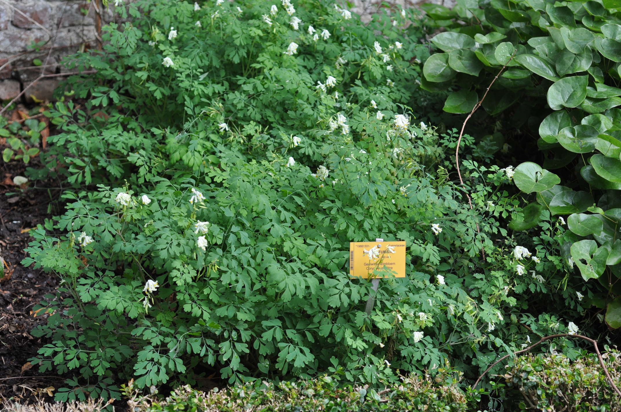 Papaveraceae Pseudofumaria alba