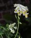 image of Pseudofumaria alba