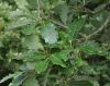 image of Quercus aliena