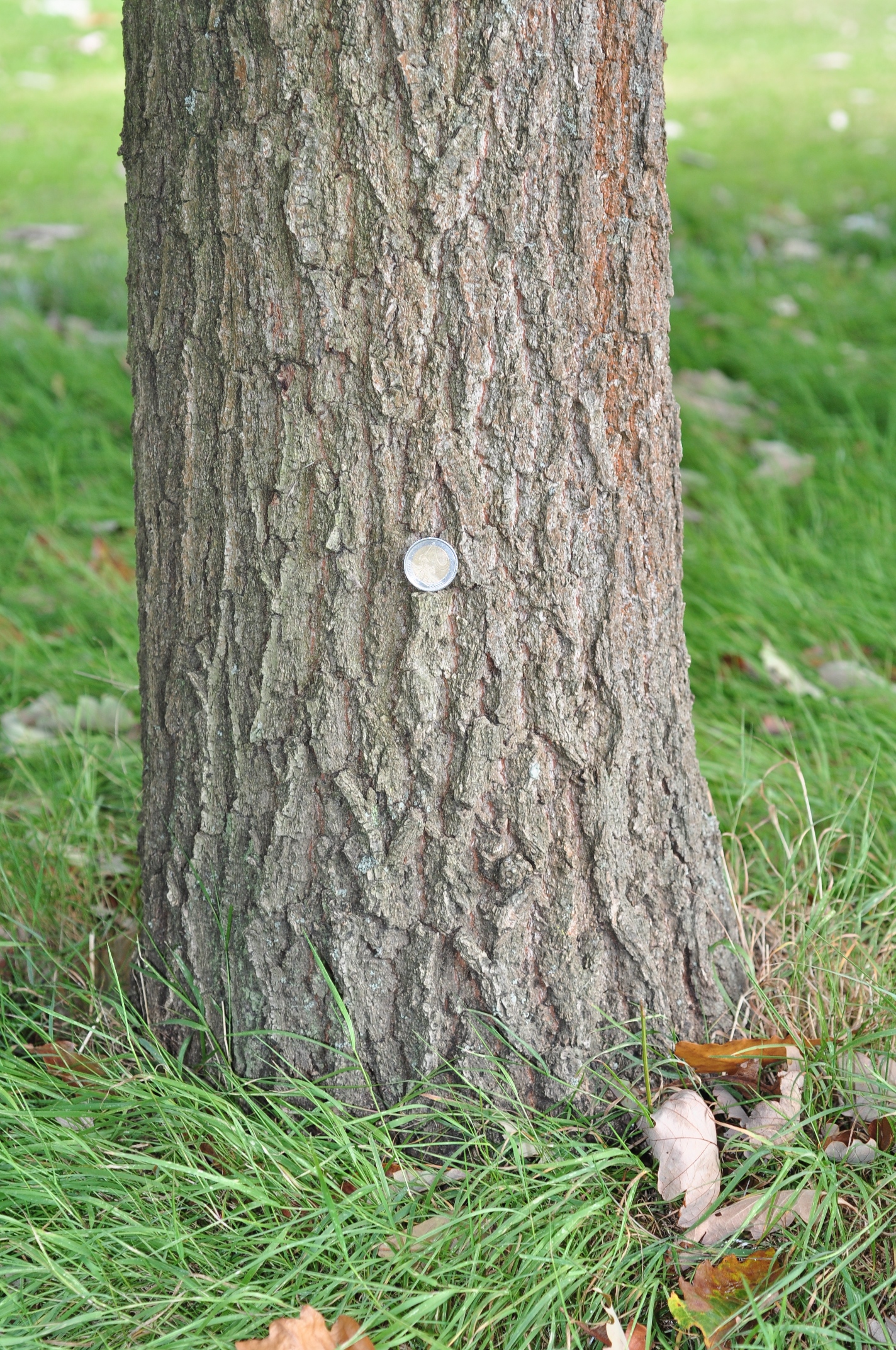 Fagaceae Quercus aliena