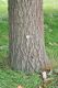image of Quercus aliena