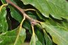 image of Quercus aliena
