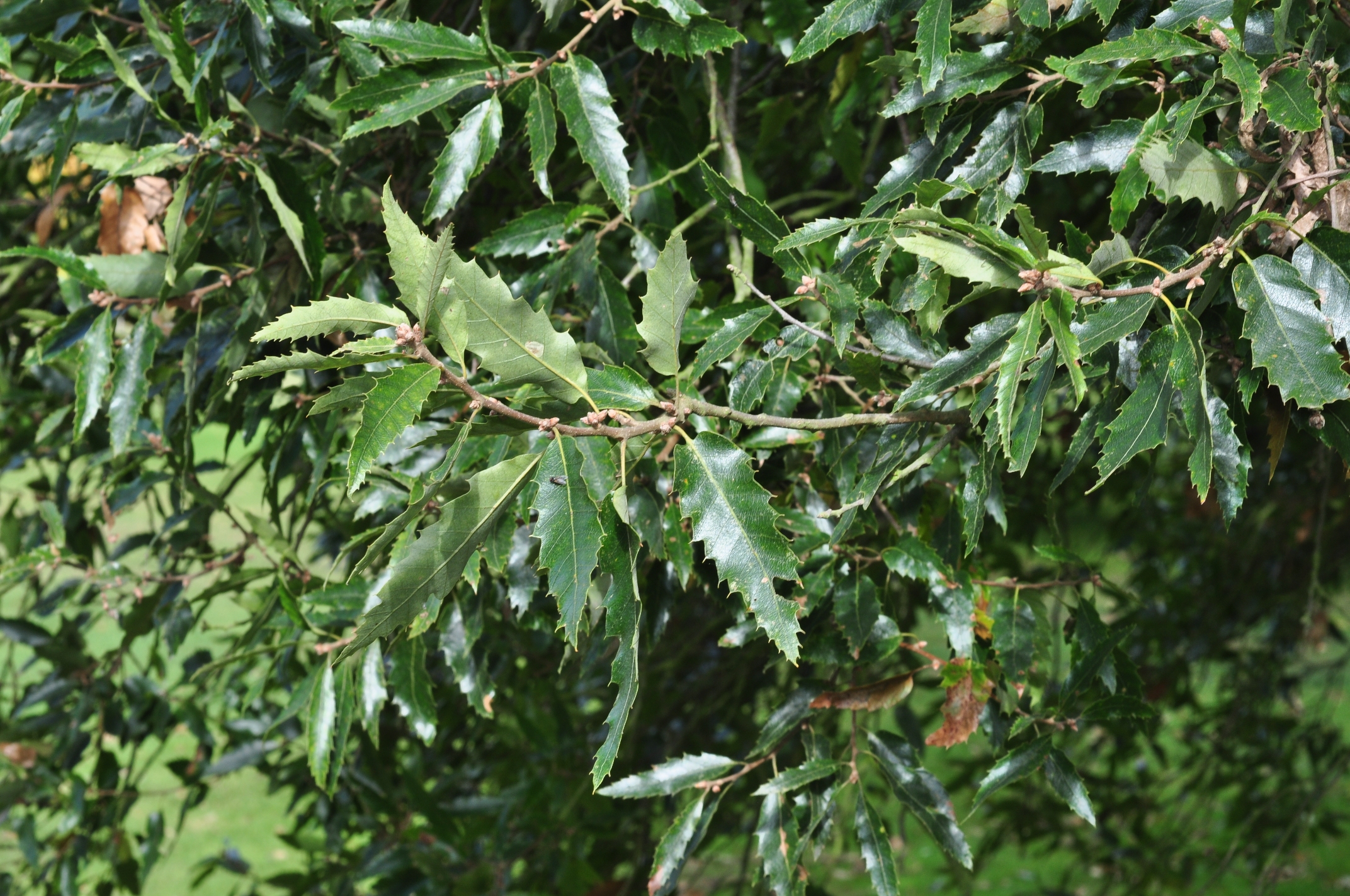 Fagaceae Quercus libani
