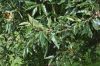 image of Quercus libani