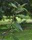 image of Quercus libani