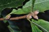 image of Quercus libani