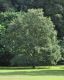 image of Quercus libani