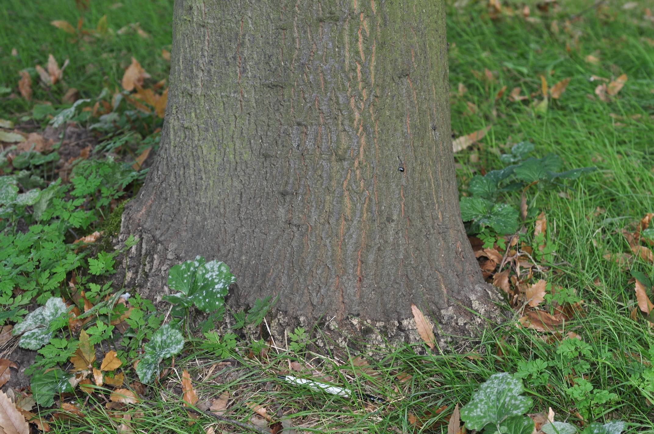 Fagaceae Quercus libani