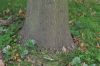 image of Quercus libani