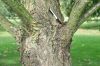 image of Quercus mongolica