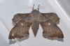 image of Laothoe populi