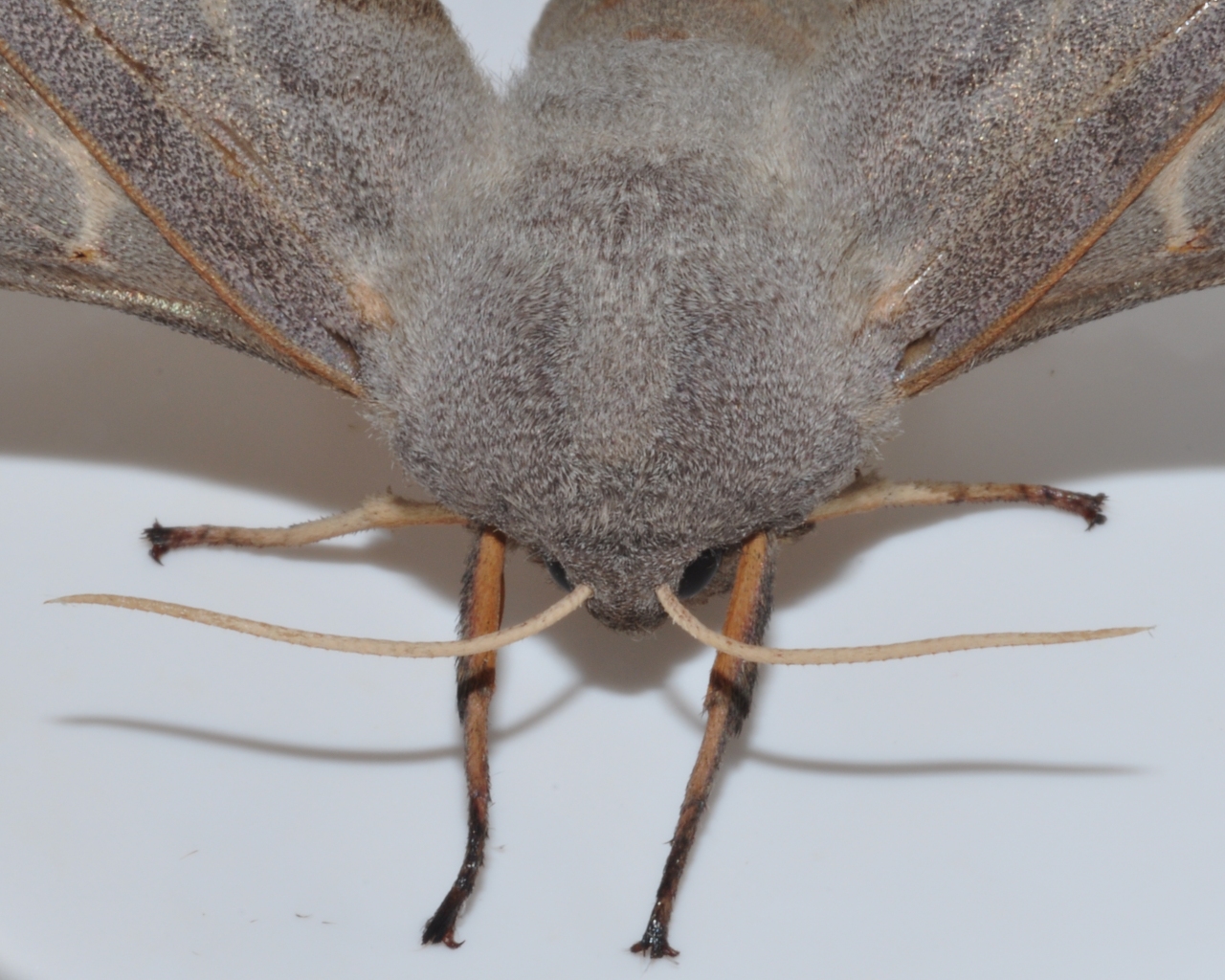 Sphingidae Laothoe populi