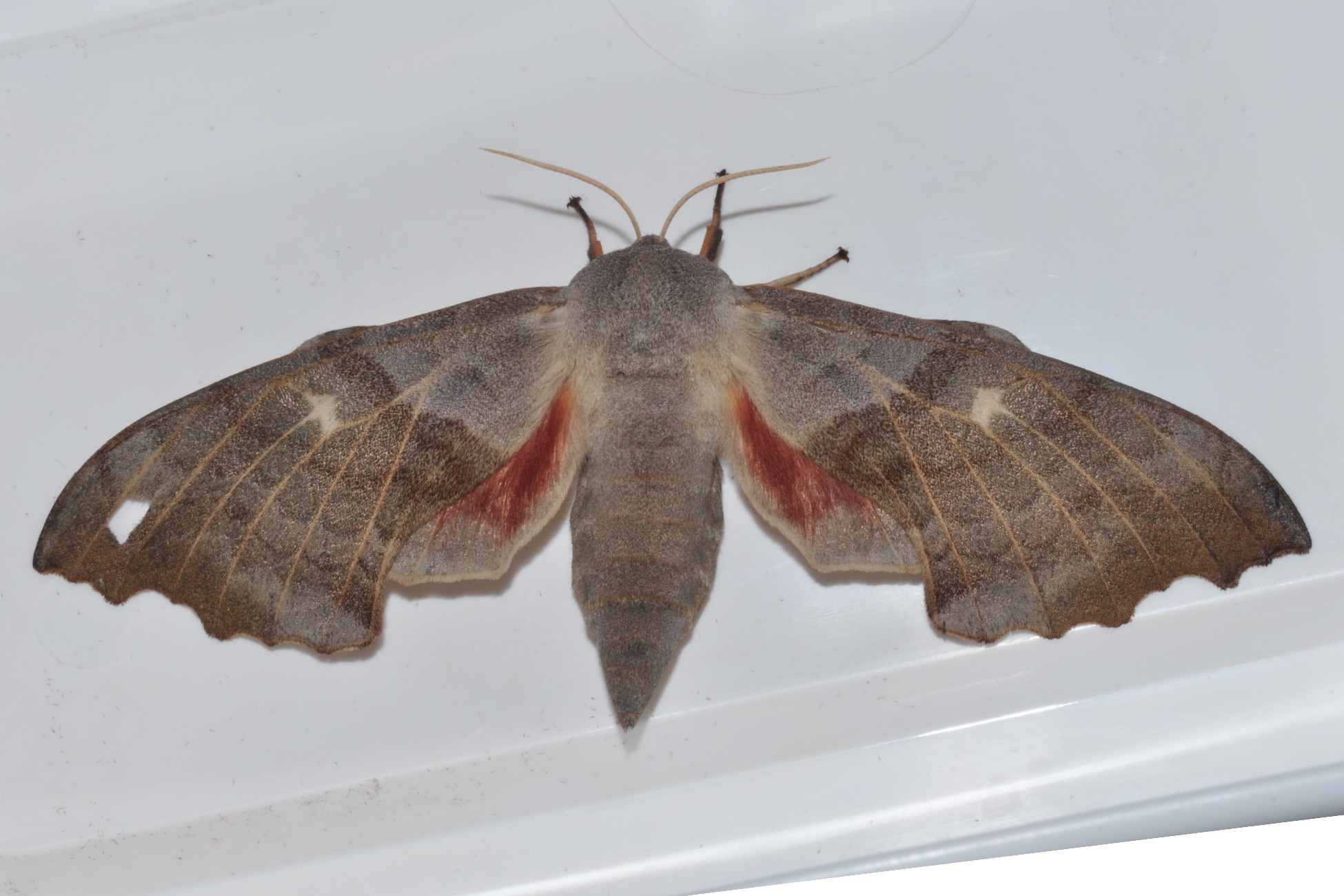 Sphingidae Laothoe populi