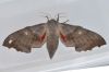 image of Laothoe populi