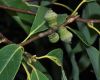 image of Quercus myrsinifolia
